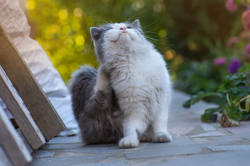 4 Foods that Repel Ticks and Fleas in Pets