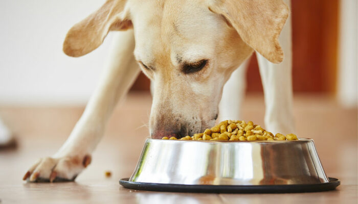 5 Ingredients to Avoid in Pet Foods
