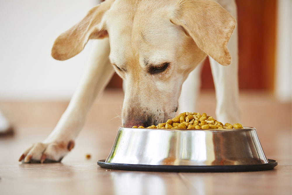 5 Ingredients to Avoid in Pet Foods