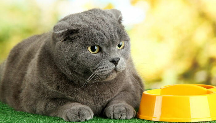 7 Human Foods That Are Safe for Cats