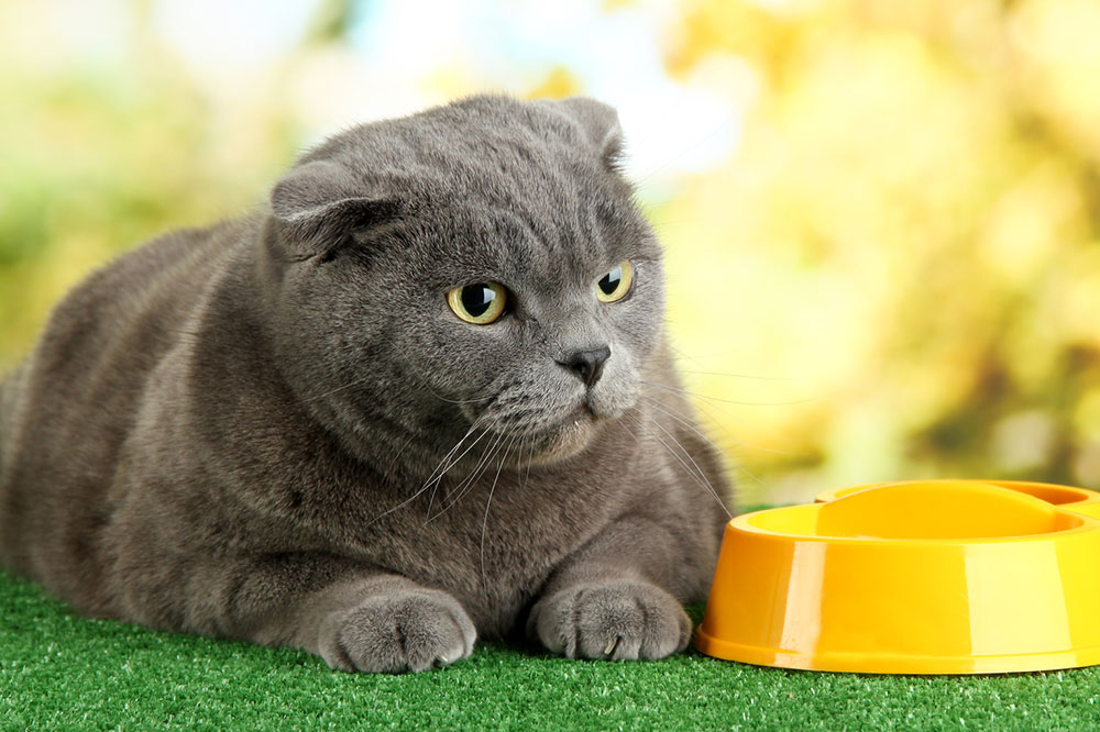 7 Human Foods That Are Safe for Cats
